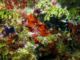 Reef IMG 9101
